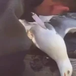 İstanbul İtfaiyesi Bakırköy’de martı kurtardı