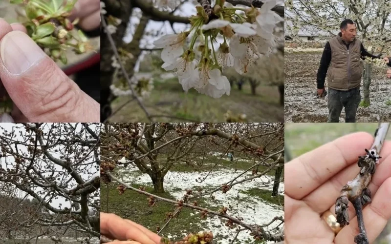 TBMM Zirai Don Araştırma Komisyonu üye seçimi ‘Resmi’leşti